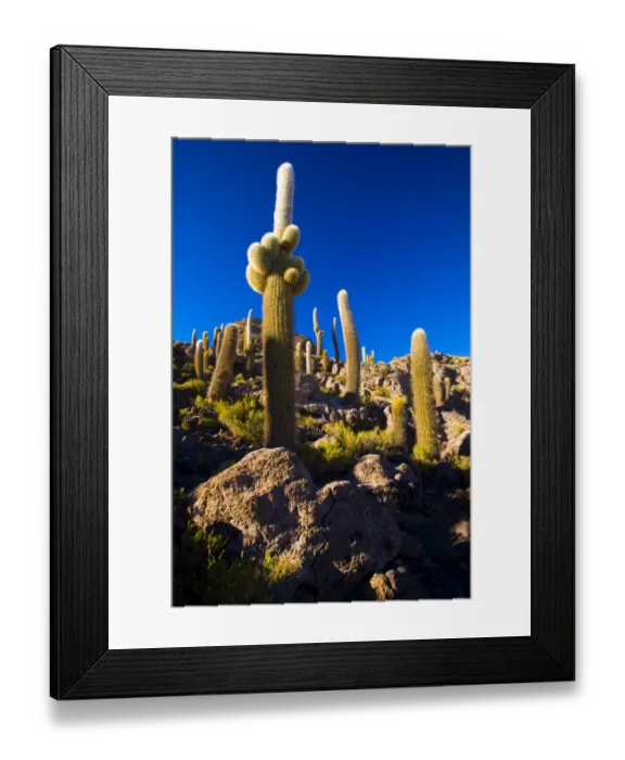 Framed Print : Bolivia, Southern Altiplano, Salar de Uyuni. Cacti growing on Isla de Pescado Framed Print : Bolivia, Southern Altiplano, Salar de Uyuni. Cacti growing on Isla de Pescado