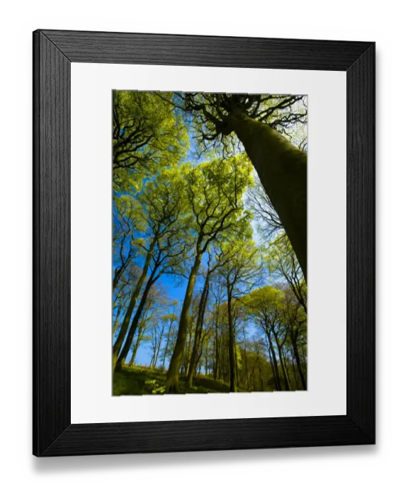 Framed Print : ENGLAND, Tyne & Wear, Holywell Dene. Woodland canopy in Holywell Dene, a popular pocket of forest near the Northumberland / Framed Print : ENGLAND, Tyne & Wear, Holywell Dene. Woodland canopy in Holywell Dene, a popular pocket of forest near the Northumberland /