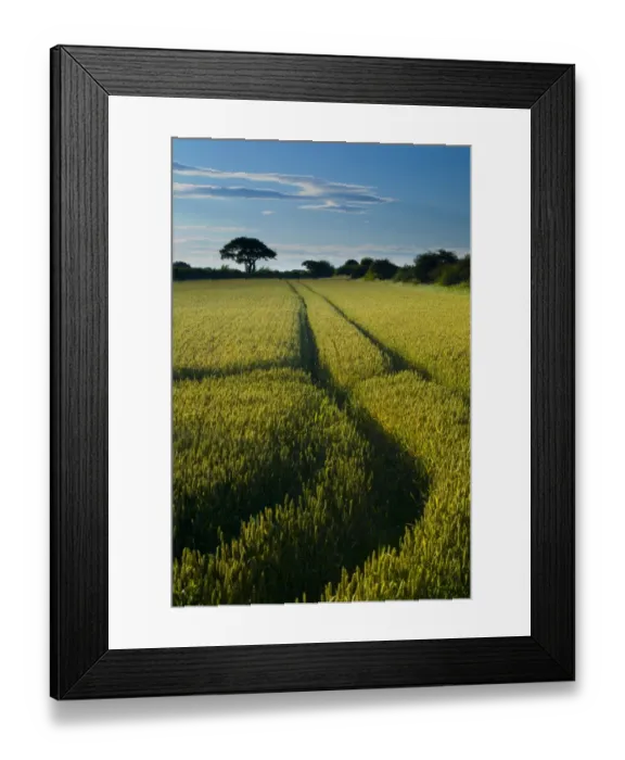 Framed Print : ENGLAND, Tyne & Wear, Holywell Dene. Farm track running through a field used for agriculture in North Framed Print : ENGLAND, Tyne & Wear, Holywell Dene. Farm track running through a field used for agriculture in North