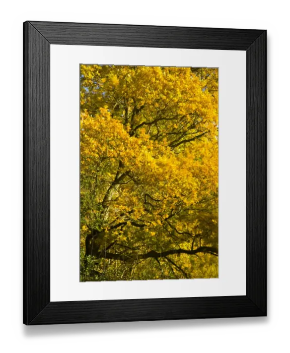 Framed Print : England, Tyne & Wear, Newcastle Upon Tyne. The autumn colours of trees in Jesmond Dene Framed Print : England, Tyne & Wear, Newcastle Upon Tyne. The autumn colours of trees in Jesmond Dene