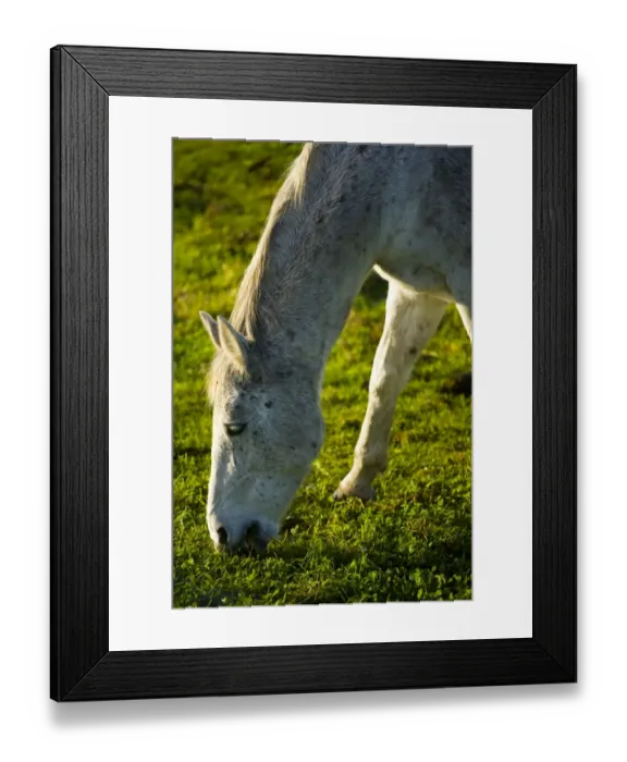 Framed Print : England, Tyne & Wear, Boldon. Horse grazing in a field located near the former Boldon Colliery in South Framed Print : England, Tyne & Wear, Boldon. Horse grazing in a field located near the former Boldon Colliery in South