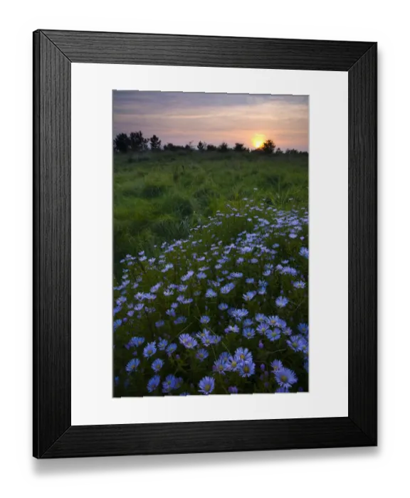 Framed Print : Flowering Michaelmas Daisies photographed at sunset in the Rising Sun Country Park