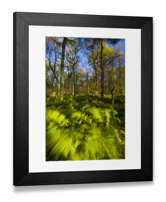 Framed Print : England, Tyne & Wear, Newcastle Upon Tyne. Ferns in woodland sway in a light autumnal wind