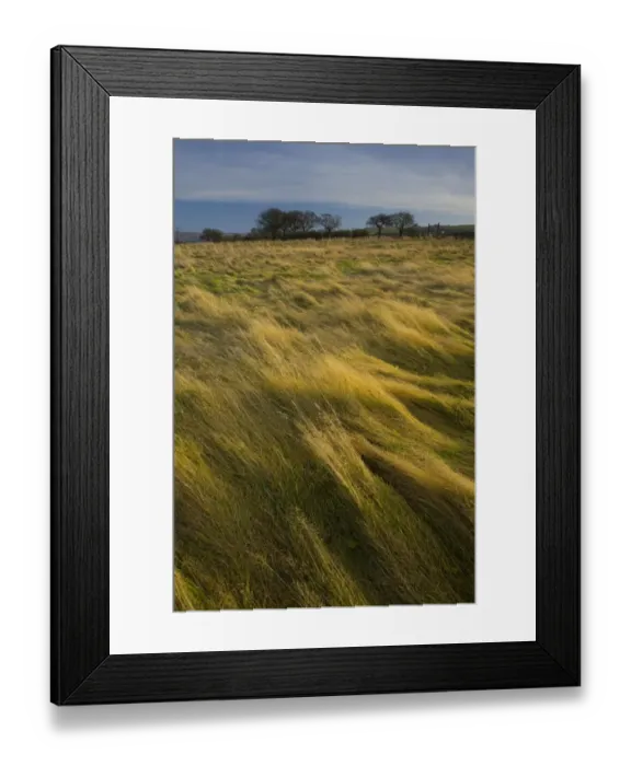 Framed Print : England, Tyne & Wear, Sunniside. Winter light gently bathes wild grass in an overgrown field in Sunniside Framed Print : England, Tyne & Wear, Sunniside. Winter light gently bathes wild grass in an overgrown field in Sunniside