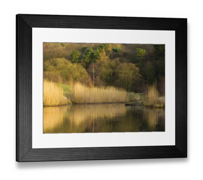 Framed Print : England, Tyne & Wear, Derwenthaugh Park. Lakeside reflections in the frozen water of Clockburn Lake in Framed Print : England, Tyne & Wear, Derwenthaugh Park. Lakeside reflections in the frozen water of Clockburn Lake in