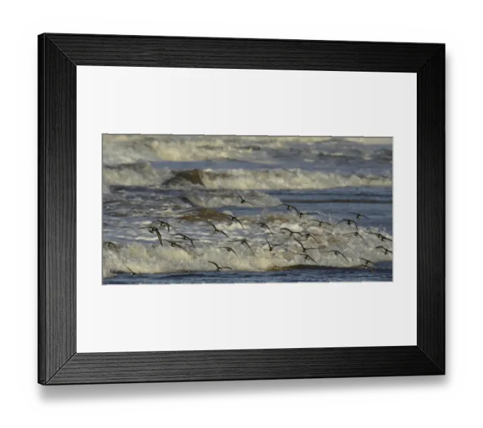 Framed Print : Arctic Terns hunting for food on the Whitley Bay beach Framed Print : Arctic Terns hunting for food on the Whitley Bay beach
