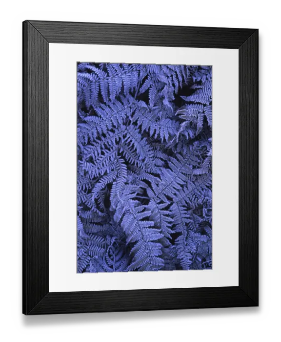 Framed Print : Frost covered ferns photographed on a crisp autumn morning in North Tyneside Framed Print : Frost covered ferns photographed on a crisp autumn morning in North Tyneside