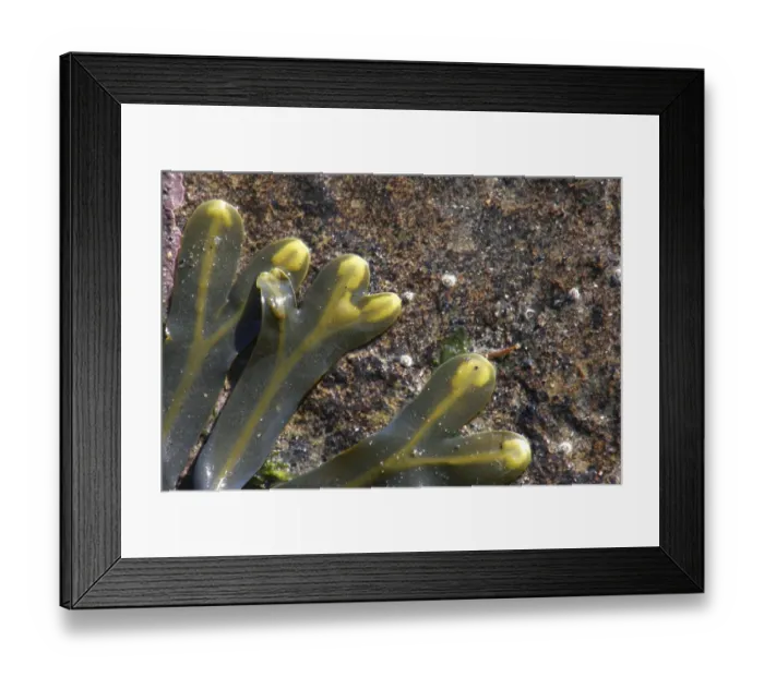 Framed Print : The contrasting colours of seaweed against rocks on the north tyneside coast Framed Print : The contrasting colours of seaweed against rocks on the north tyneside coast