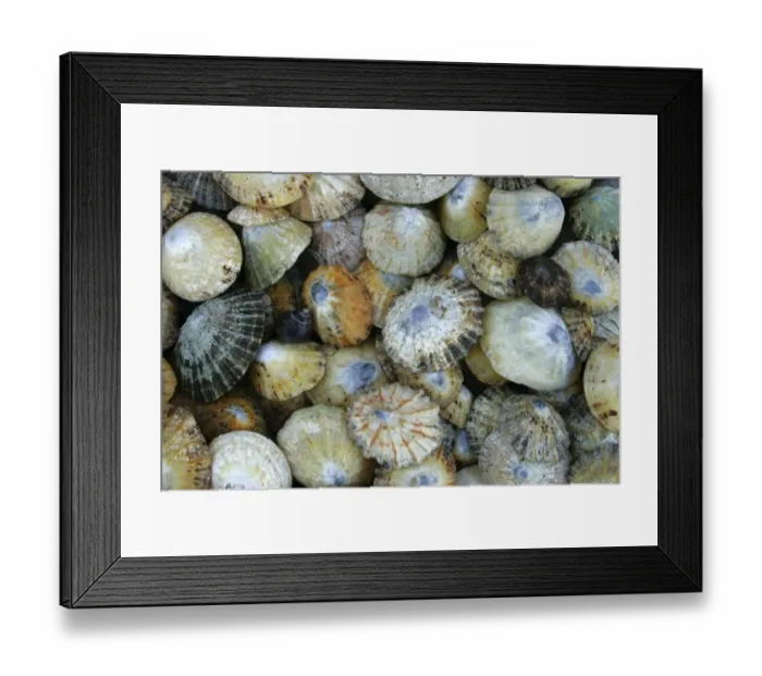 Framed Print : A collection of Seashells, photographed near to St Marys Island Framed Print : A collection of Seashells, photographed near to St Marys Island