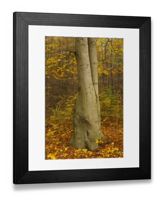 Framed Print : The golden autumnal colours of the forestry commission managed Chopwell Woodland Park Framed Print : The golden autumnal colours of the forestry commission managed Chopwell Woodland Park