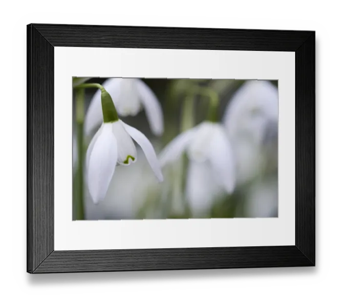 Framed Print : Scotland, Edinburgh, Royal Botanic Garden Edinburgh Framed Print : Scotland, Edinburgh, Royal Botanic Garden Edinburgh