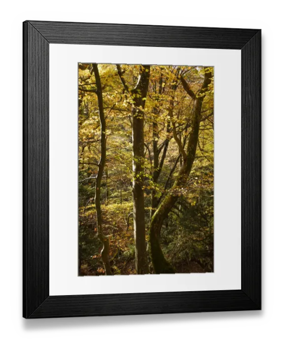 Framed Print : England, Northumberland, Allen Banks and Staward Gorge
