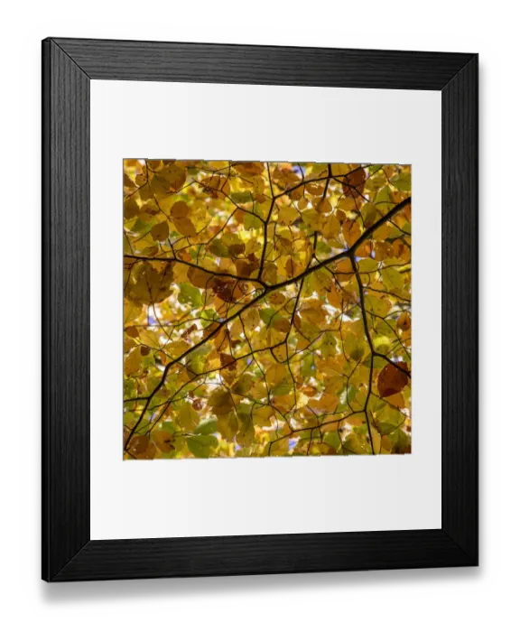Framed Print : England, Northumberland, Allen Banks and Staward Gorge