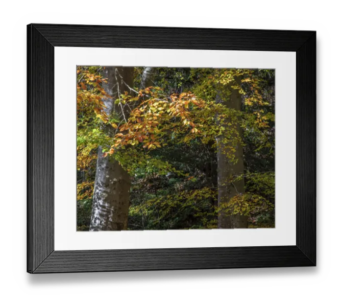 Framed Print : England, Northumberland, Allen Banks and Staward Gorge Framed Print : England, Northumberland, Allen Banks and Staward Gorge