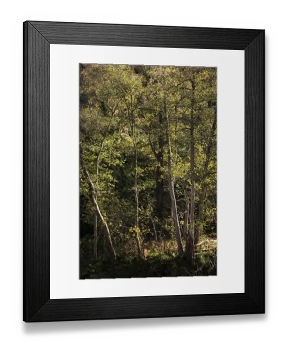 Framed Print : England, Northumberland, Allen Banks and Staward Gorge