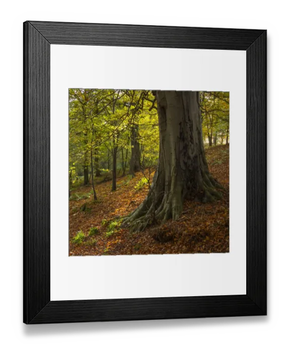 Framed Print : England, Northumberland, Allen Banks and Staward Gorge