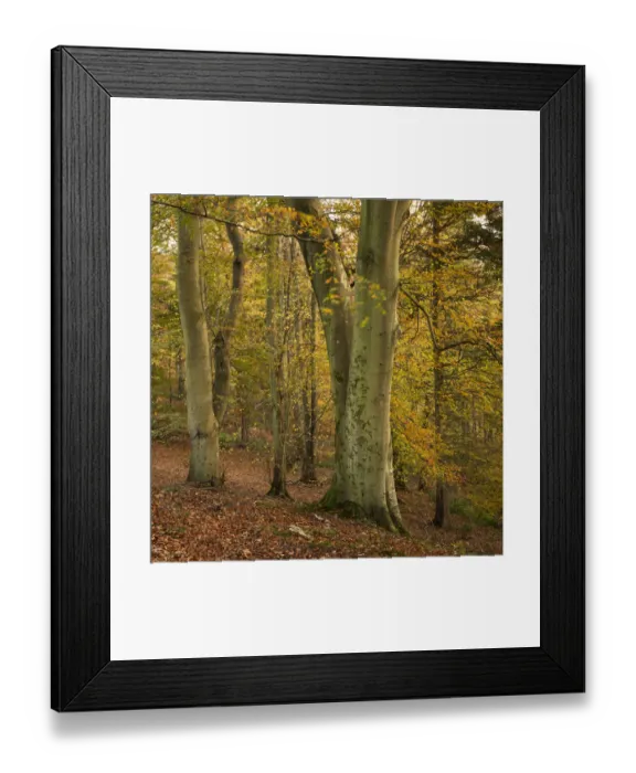 Framed Print : England, Northumberland, Allen Banks and Staward Gorge Framed Print : England, Northumberland, Allen Banks and Staward Gorge