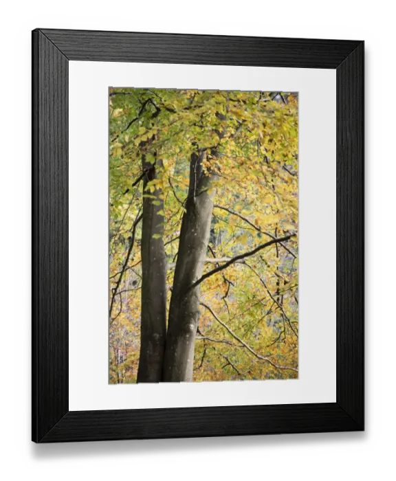 Framed Print : England, Northumberland, Allen Banks and Staward Gorge Framed Print : England, Northumberland, Allen Banks and Staward Gorge