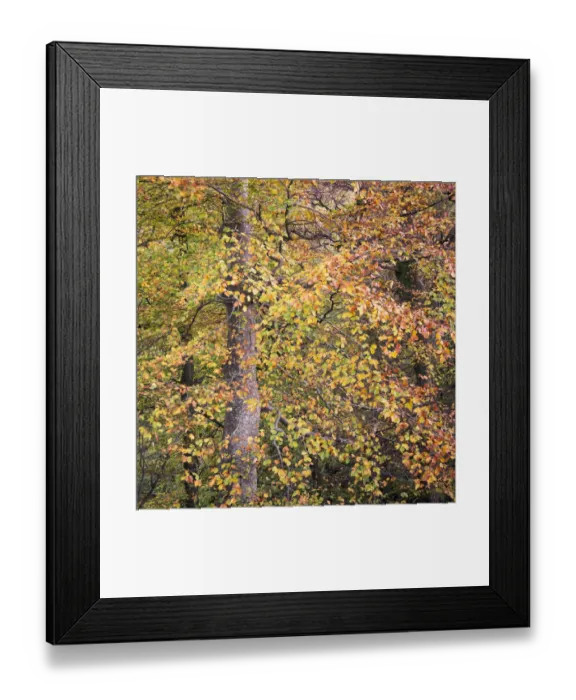Framed Print : England, Northumberland, Allen Banks and Staward Gorge