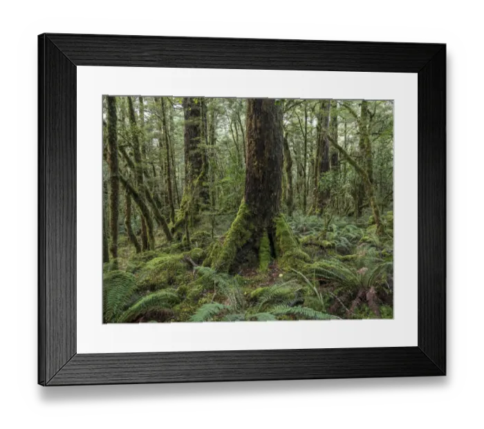 Framed Print : New Zealand, South Island, Fiordland National Park Framed Print : New Zealand, South Island, Fiordland National Park