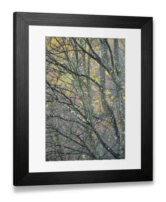 Framed Print : New Zealand, Otago, Arrowtown
