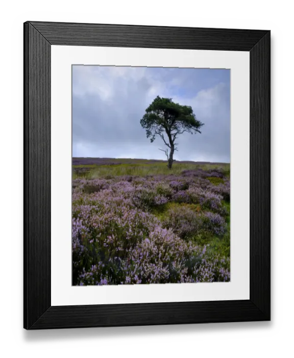 Framed Print : England, North Yorkshire, North York Moors National Park Framed Print : England, North Yorkshire, North York Moors National Park