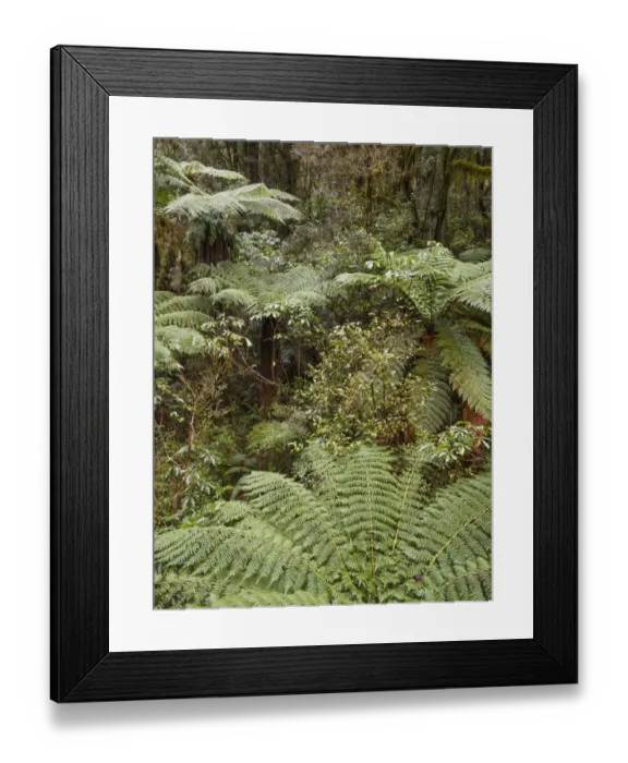 Framed Print : New Zealand, South Island, Fiordland National Park