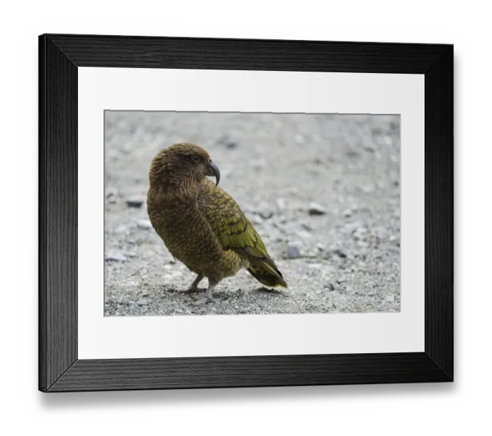 Framed Print : New Zealand, Southland, Kea Mountain Parrot Framed Print : New Zealand, Southland, Kea Mountain Parrot