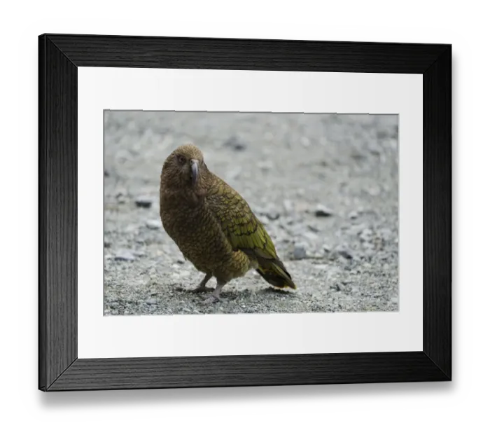 Framed Print : New Zealand, Southland, Kea Mountain Parrot Framed Print : New Zealand, Southland, Kea Mountain Parrot