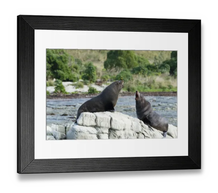 Framed Print : New Zealand, Kaikoura, New Zealand fur seal Framed Print : New Zealand, Kaikoura, New Zealand fur seal
