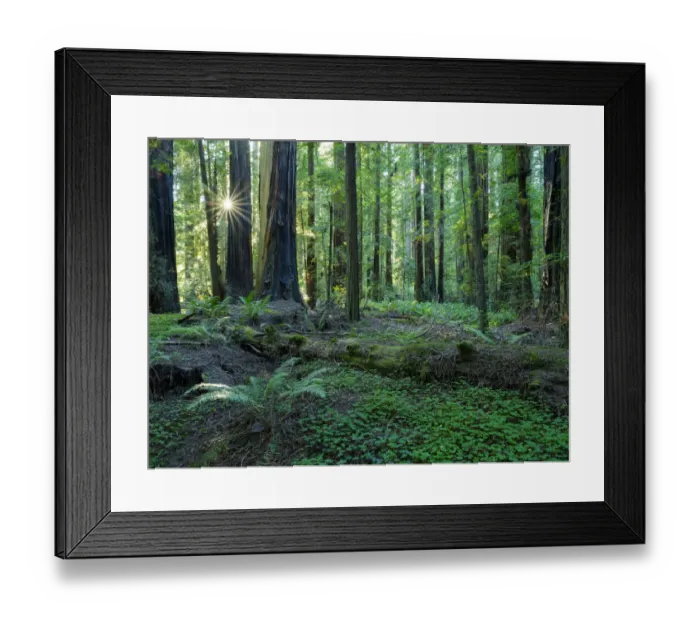 Framed Print : United States of America, California, Humboldt Redwoods State Park