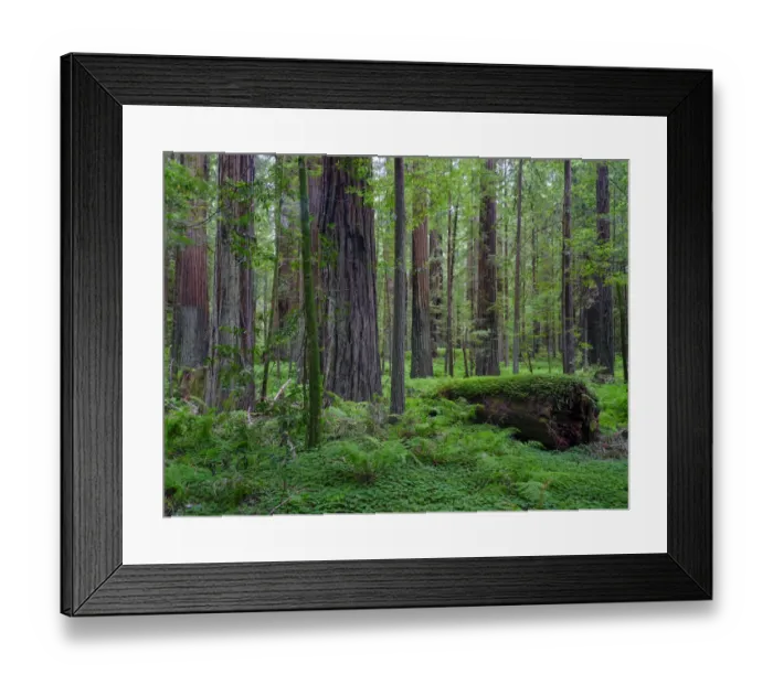 Framed Print : United States of America, California, Humboldt Redwoods State Park