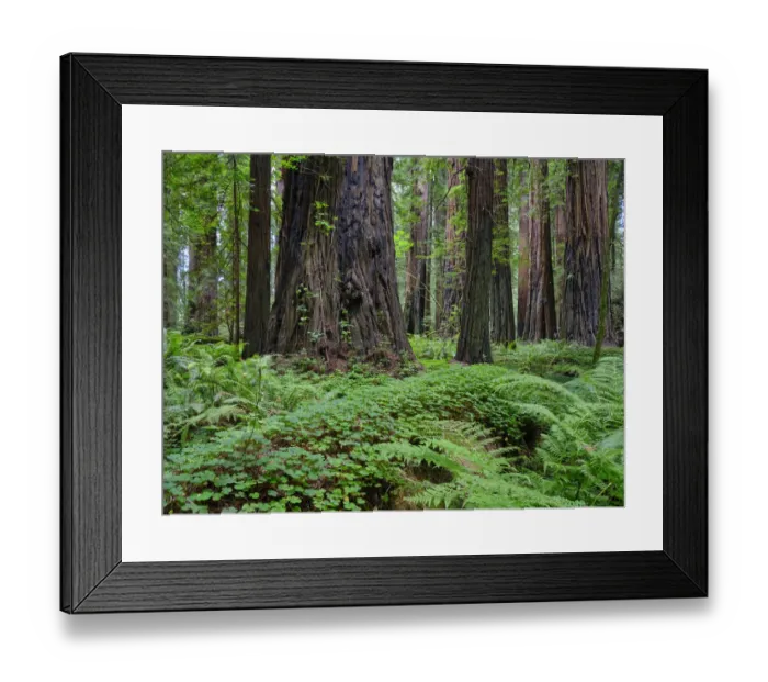 Framed Print : United States of America, California, Humboldt Redwoods State Park