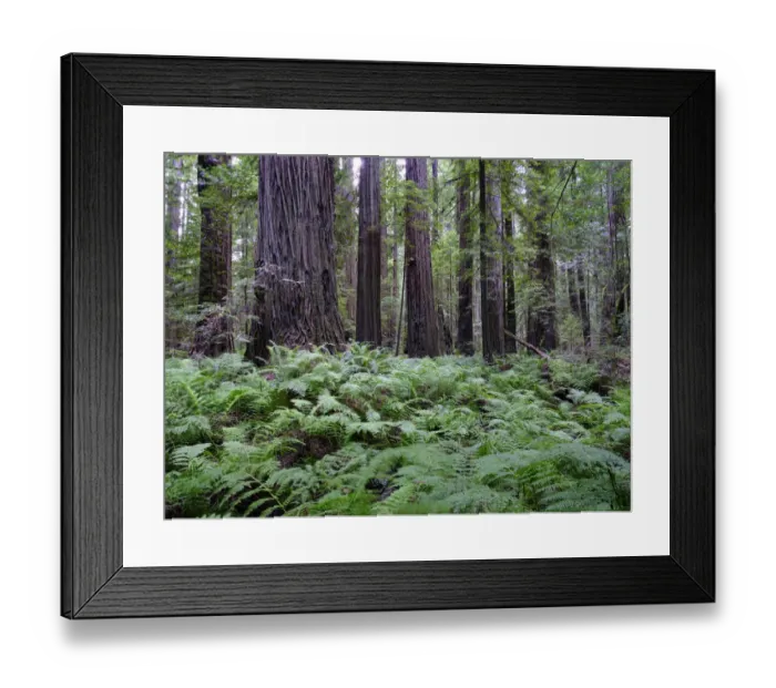 Framed Print : United States of America, California, Humboldt Redwoods State Park