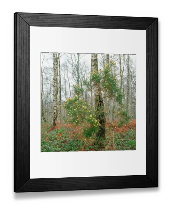Framed Print : England, West Midlands, Kinver Edge Framed Print : England, West Midlands, Kinver Edge