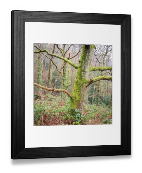 Framed Print : England, West Midlands, Kinver Edge Framed Print : England, West Midlands, Kinver Edge