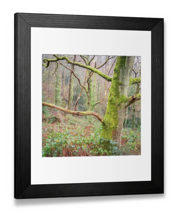 Framed Print : England, West Midlands, Kinver Edge Framed Print : England, West Midlands, Kinver Edge