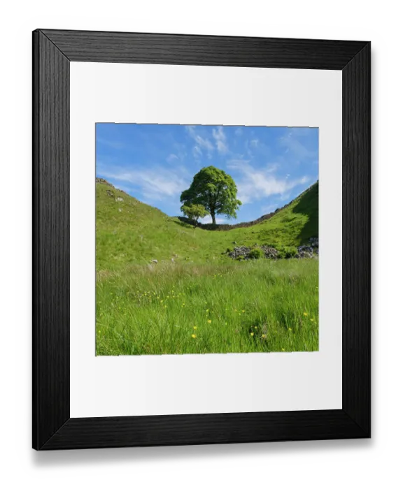 Framed Print : England, Northumberland, Sycamore Gap, Northumberland National Park