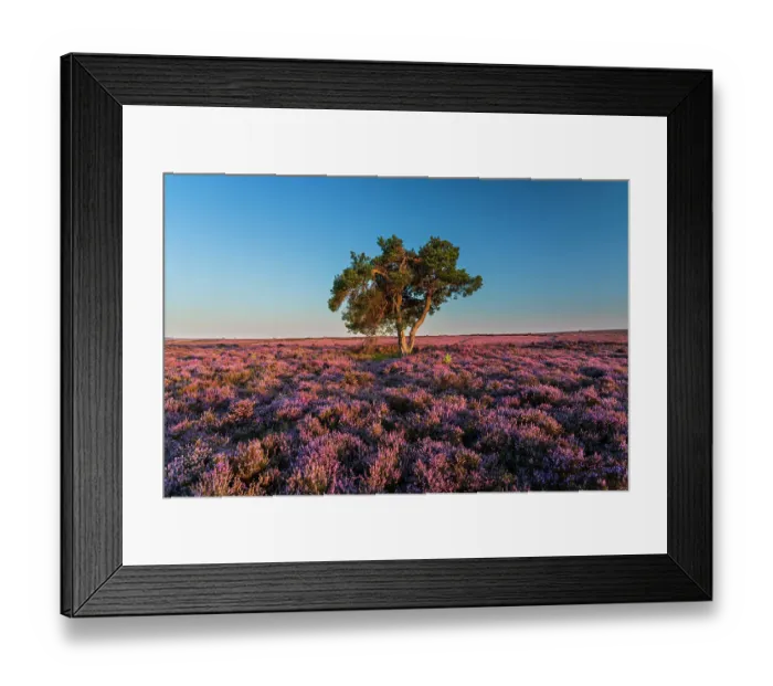 Framed Print : England, North Yorkshire, North York Moors National Park Framed Print : England, North Yorkshire, North York Moors National Park