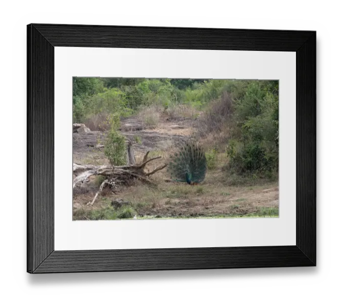 Framed Print : Sri Lanka, Ratnapura District, Udawalawa National Park