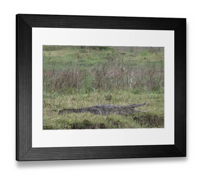 Framed Print : Sri Lanka, Ratnapura District, Udawalawa National Park Framed Print : Sri Lanka, Ratnapura District, Udawalawa National Park