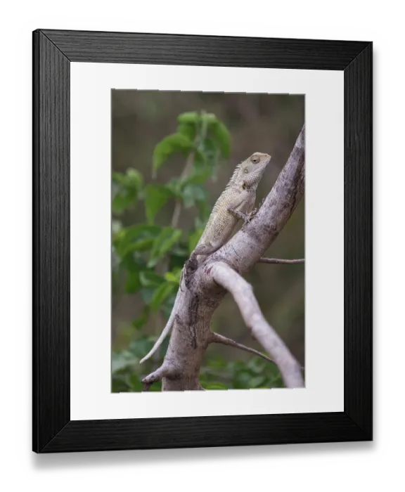 Framed Print : Sri Lanka, Ratnapura District, Udawalawa National Park
