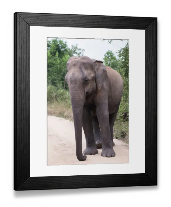 Framed Print : Sri Lanka, Ratnapura District, Udawalawa National Park