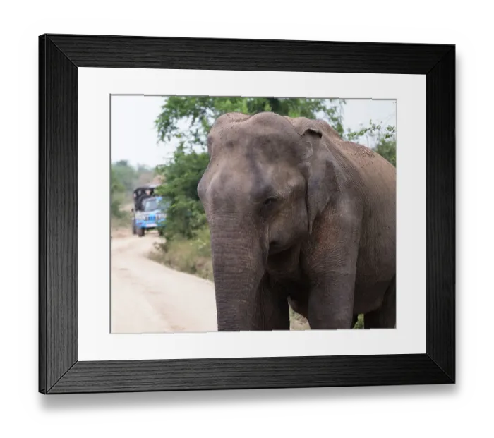 Framed Print : Sri Lanka, Ratnapura District, Udawalawa National Park Framed Print : Sri Lanka, Ratnapura District, Udawalawa National Park