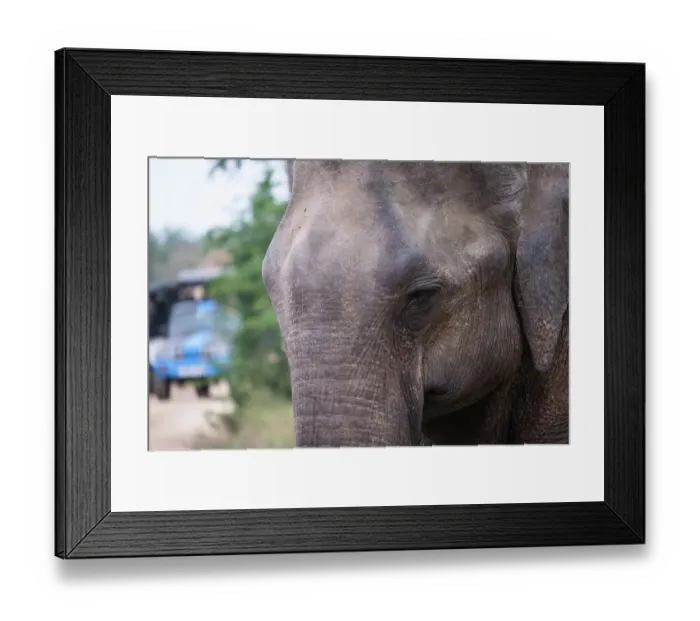 Framed Print : Sri Lanka, Ratnapura District, Udawalawa National Park