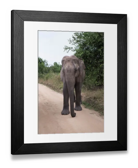 Framed Print : Sri Lanka, Ratnapura District, Udawalawa National Park