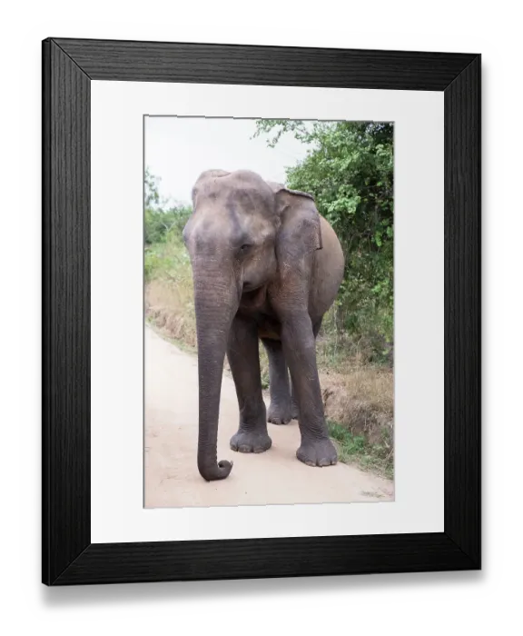 Framed Print : Sri Lanka, Ratnapura District, Udawalawa National Park