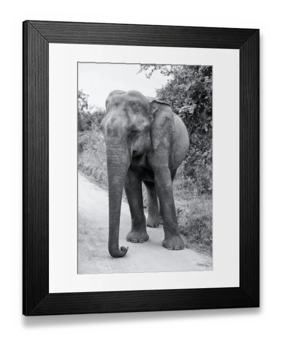 Framed Print : Sri Lanka, Ratnapura District, Udawalawa National Park
