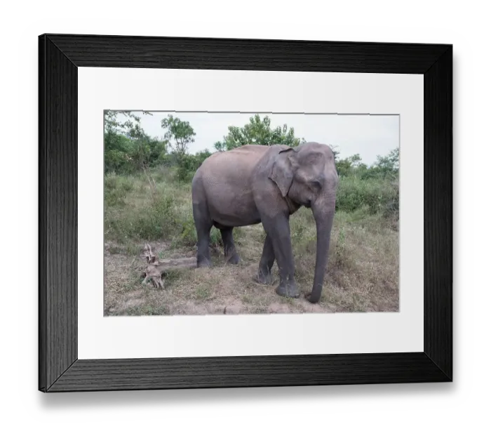 Framed Print : Sri Lanka, Ratnapura District, Udawalawa National Park