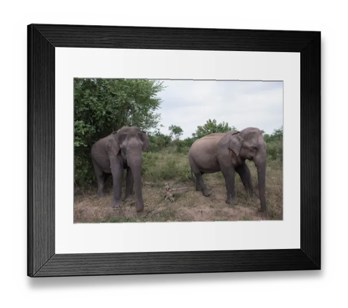 Framed Print : Sri Lanka, Ratnapura District, Udawalawa National Park
